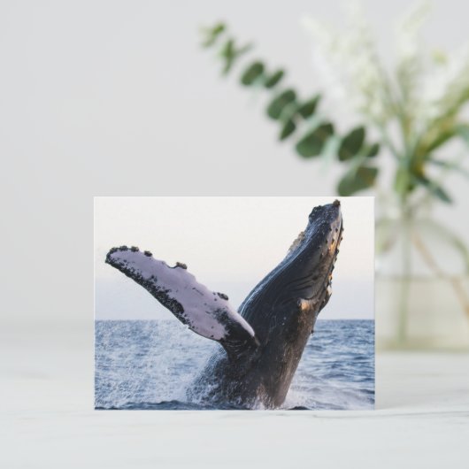 Briefkaart van de bulgwalvis (Staand voorkant)