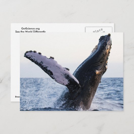 Briefkaart van de bulgwalvis (Voorkant / Achterkant)