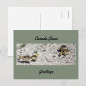 Briefkaart van de Canadese ganzen (Voorkant / Achterkant)