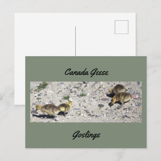 Briefkaart van de Canadese ganzen (Voorkant / Achterkant)