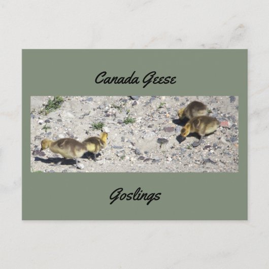 Briefkaart van de Canadese ganzen (Voorkant)