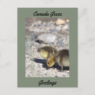 Briefkaart van de Canadese ganzen