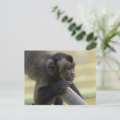 Briefkaart van de Capuchin-aap (Staand voorkant)