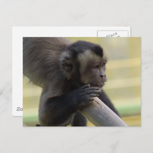 Briefkaart van de Capuchin-aap (Voorkant / Achterkant)