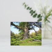 Briefkaart van de Cedar-of-Libanon-boom (Staand voorkant)