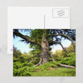 Briefkaart van de Cedar-of-Libanon-boom (Voorkant / Achterkant)