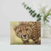 Briefkaart van de Cheetah Cub-postkruising (Staand voorkant)