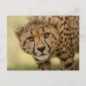 Briefkaart van de Cheetah Cub-postkruising (Voorkant)