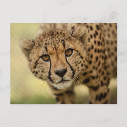 Briefkaart van de Cheetah Cub-postkruising (Voorkant)