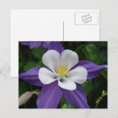 Briefkaart van de Columbine Paars en White Flower (Voorkant / Achterkant)