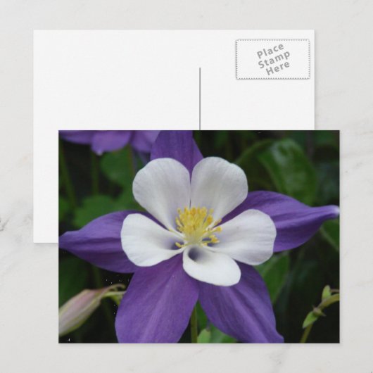 Briefkaart van de Columbine Paars en White Flower (Voorkant / Achterkant)