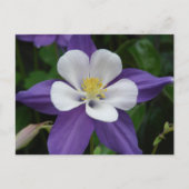 Briefkaart van de Columbine Paars en White Flower (Voorkant)