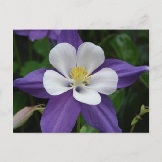 Briefkaart van de Columbine Paars en White Flower (Voorkant)