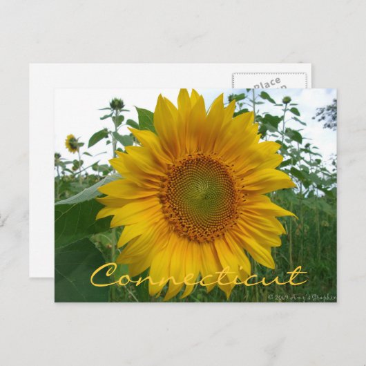 Briefkaart van de Connecticut Sunflower (Voorkant / Achterkant)