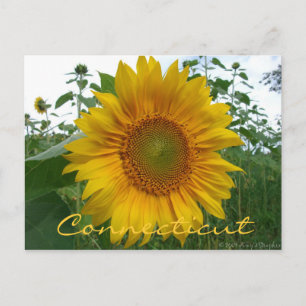 Briefkaart van de Connecticut Sunflower