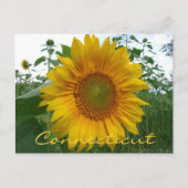 Briefkaart van de Connecticut Sunflower (Voorkant)