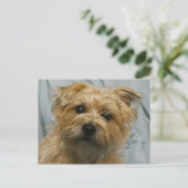 briefkaart van de doodsbange oorschild (Staand voorkant)