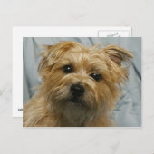 briefkaart van de doodsbange oorschild (Voorkant / Achterkant)