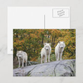 Briefkaart van de drie wolven (Voorkant / Achterkant)