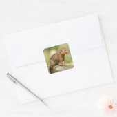 Briefkaart van de dwergkruid vierkante sticker (Envelop)