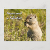 Briefkaart van de eekhoorn op de grond, aangepaste (Voorkant)