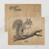 Briefkaart van de eekhoorn van Burlap (Voorkant / Achterkant)