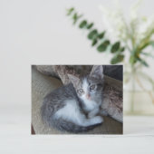 briefkaart van de egyptische Mau kitten-mix (Staand voorkant)