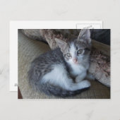 briefkaart van de egyptische Mau kitten-mix (Voorkant / Achterkant)