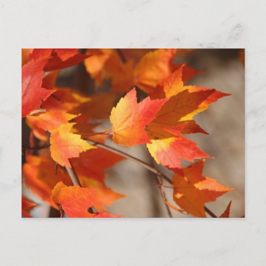 Briefkaart van de Falling Reds (Voorkant)