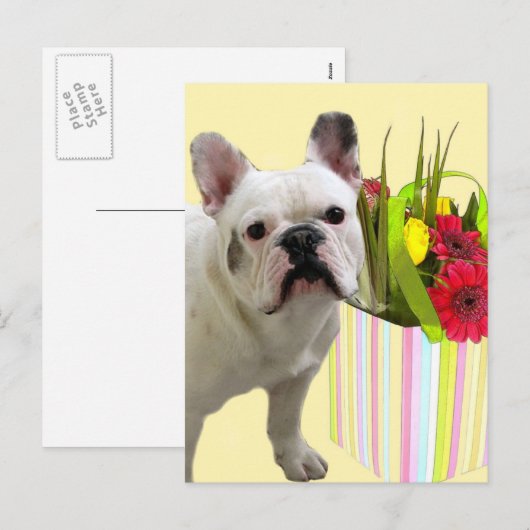 Briefkaart van de Franse Bulldog (Voorkant / Achterkant)
