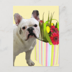 Briefkaart van de Franse Bulldog