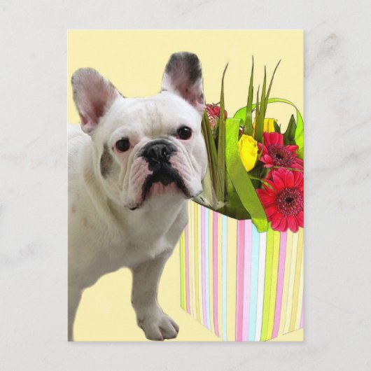 Briefkaart van de Franse Bulldog (Voorkant)