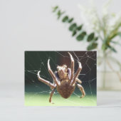 Briefkaart van de "Garden Orb Weaver Spider" (Staand voorkant)