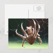 Briefkaart van de "Garden Orb Weaver Spider" (Voorkant / Achterkant)