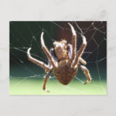 Briefkaart van de "Garden Orb Weaver Spider" (Voorkant)
