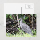 Briefkaart van de geelbruine nachtharon (Voorkant / Achterkant)