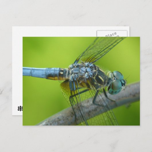 Briefkaart van de giervlieg. (Voorkant / Achterkant)