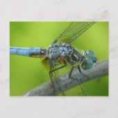 Briefkaart van de giervlieg. (Voorkant)