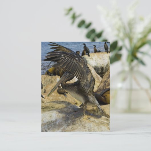 Briefkaart van de Golving Pelican (Staand voorkant)