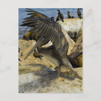 Briefkaart van de Golving Pelican