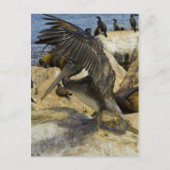 Briefkaart van de Golving Pelican (Voorkant)