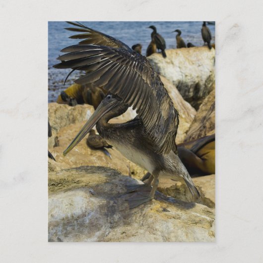 Briefkaart van de Golving Pelican (Voorkant)