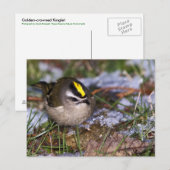 Briefkaart van de gouden koninglet (Voorkant / Achterkant)