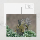 Briefkaart van de gouden koninglet (Voorkant / Achterkant)