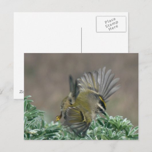 Briefkaart van de gouden koninglet (Voorkant / Achterkant)