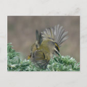 Briefkaart van de gouden koninglet (Voorkant)