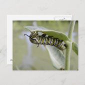 Briefkaart van de goudzige staartvlinder (Voorkant / Achterkant)