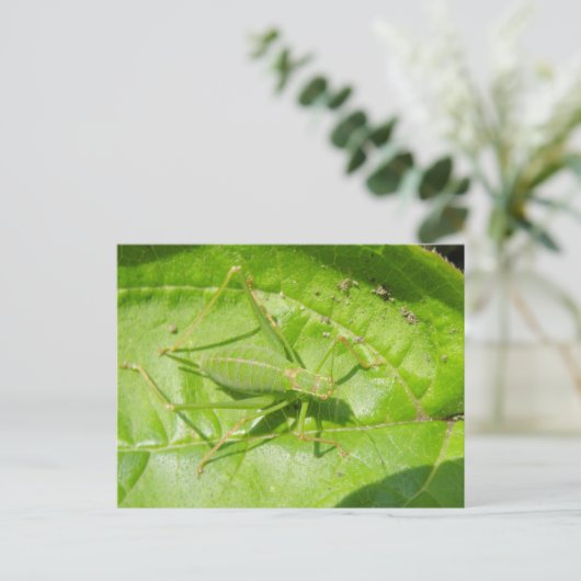 Briefkaart van de Groene Cricket Camouflage (Staand voorkant)