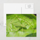 Briefkaart van de Groene Cricket Camouflage (Voorkant / Achterkant)