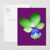 Briefkaart van de groene en blauwe Pansy (Voorkant / Achterkant)